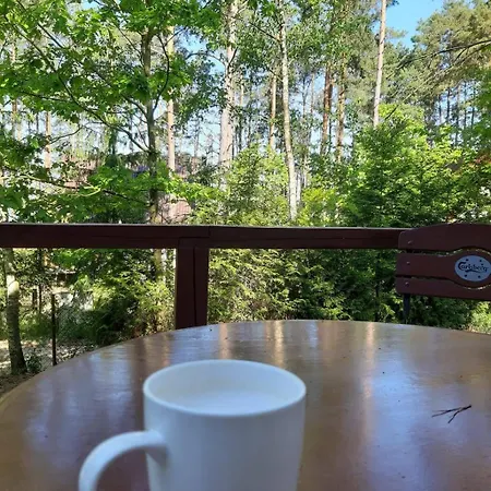 W Borach Tucholskich - *