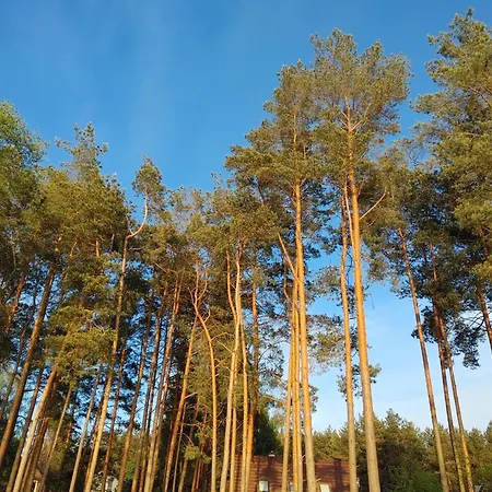 W Borach Tucholskich -