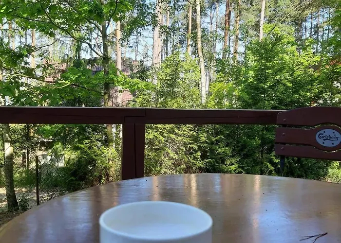 W Borach Tucholskich - *