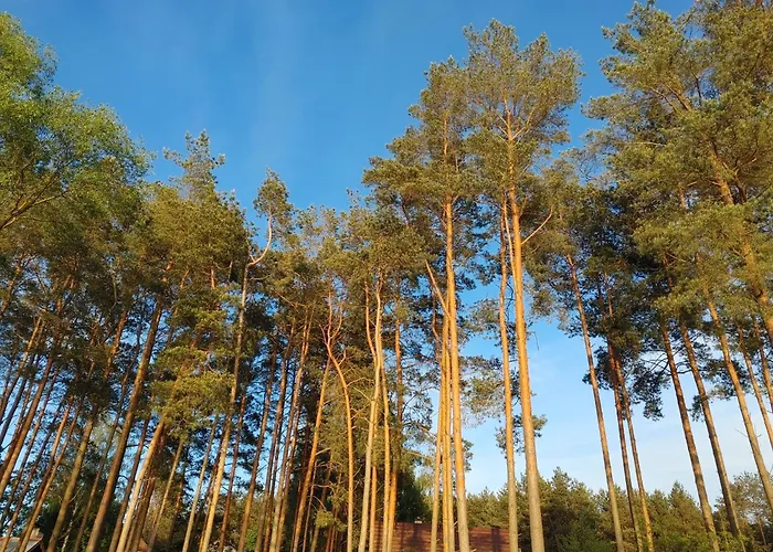 W Borach Tucholskich -